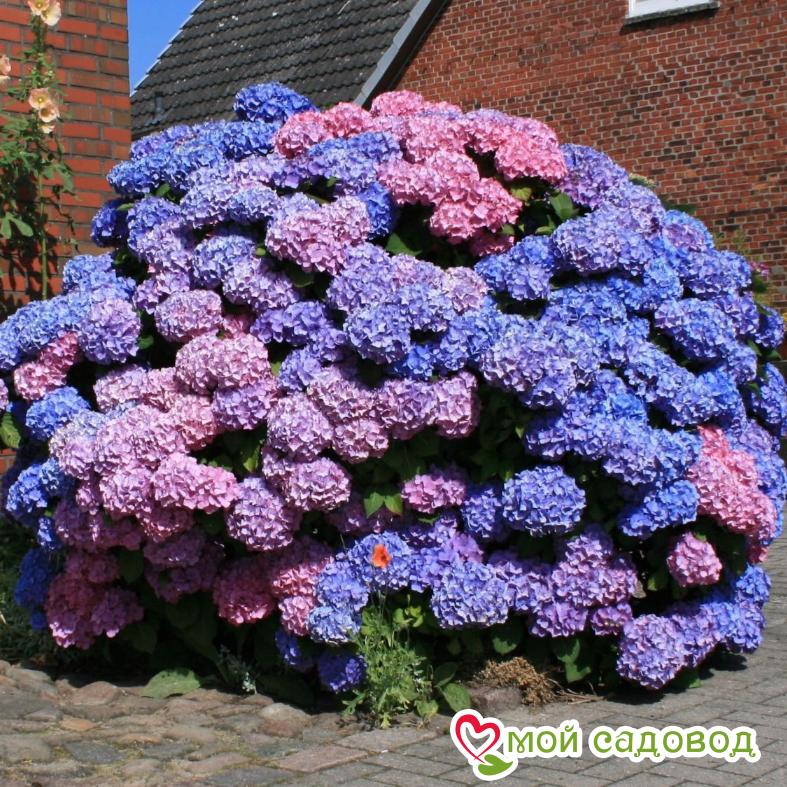 Гортензия крупнолистная Букет Роуз ЗКС
