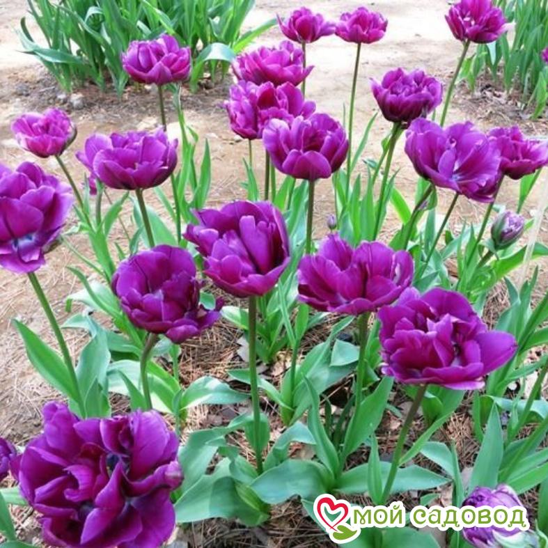 Тюльпан махровые Перпл Пион