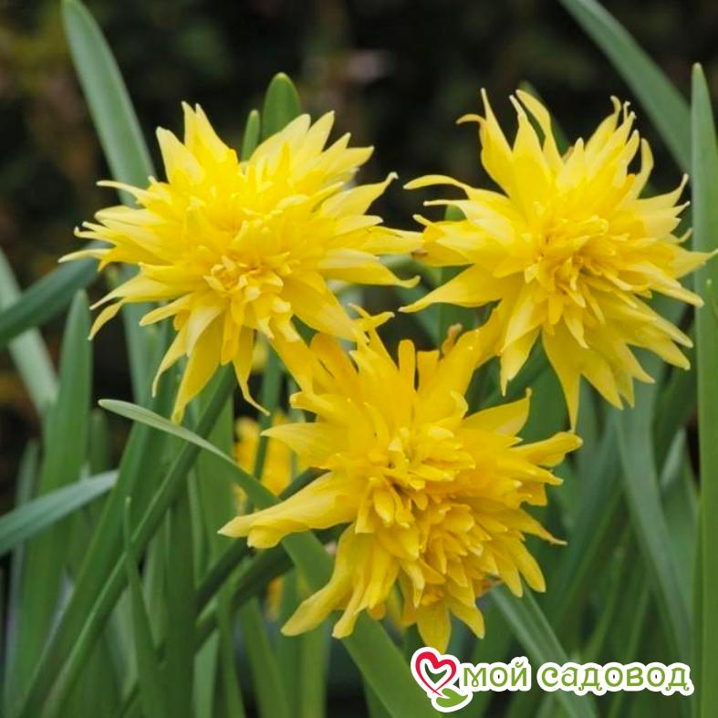 Нарцисс мини Рип Ван Винкл