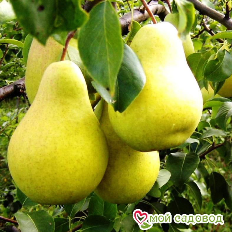 Груша Чижовская