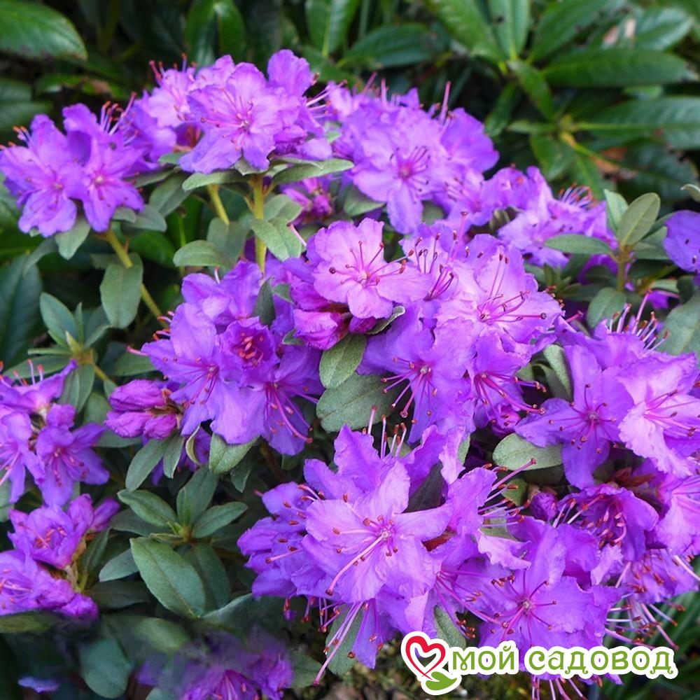 Азалия/Рододендрон Блю Сильвер