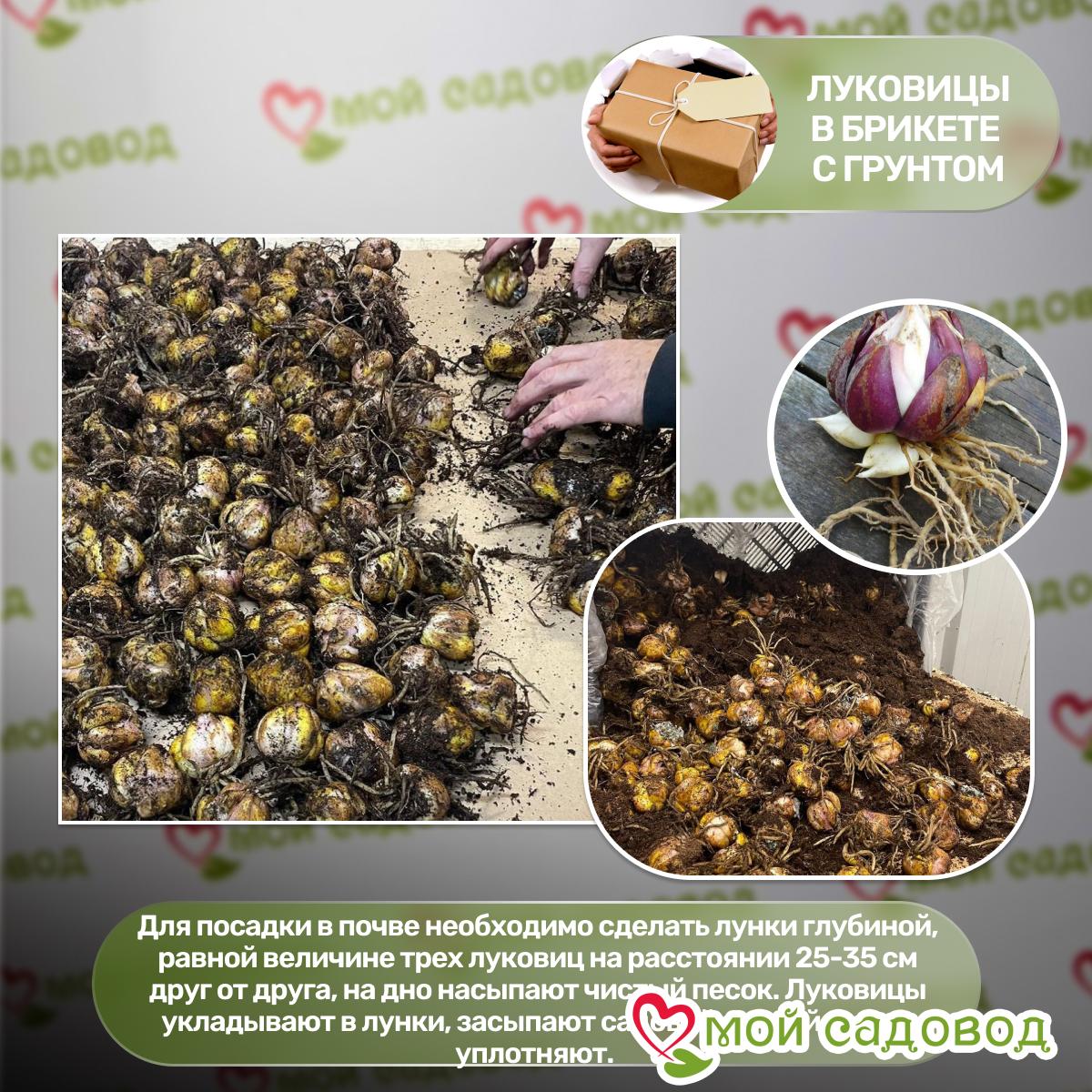 Лилия восточная Сэлмон Парти